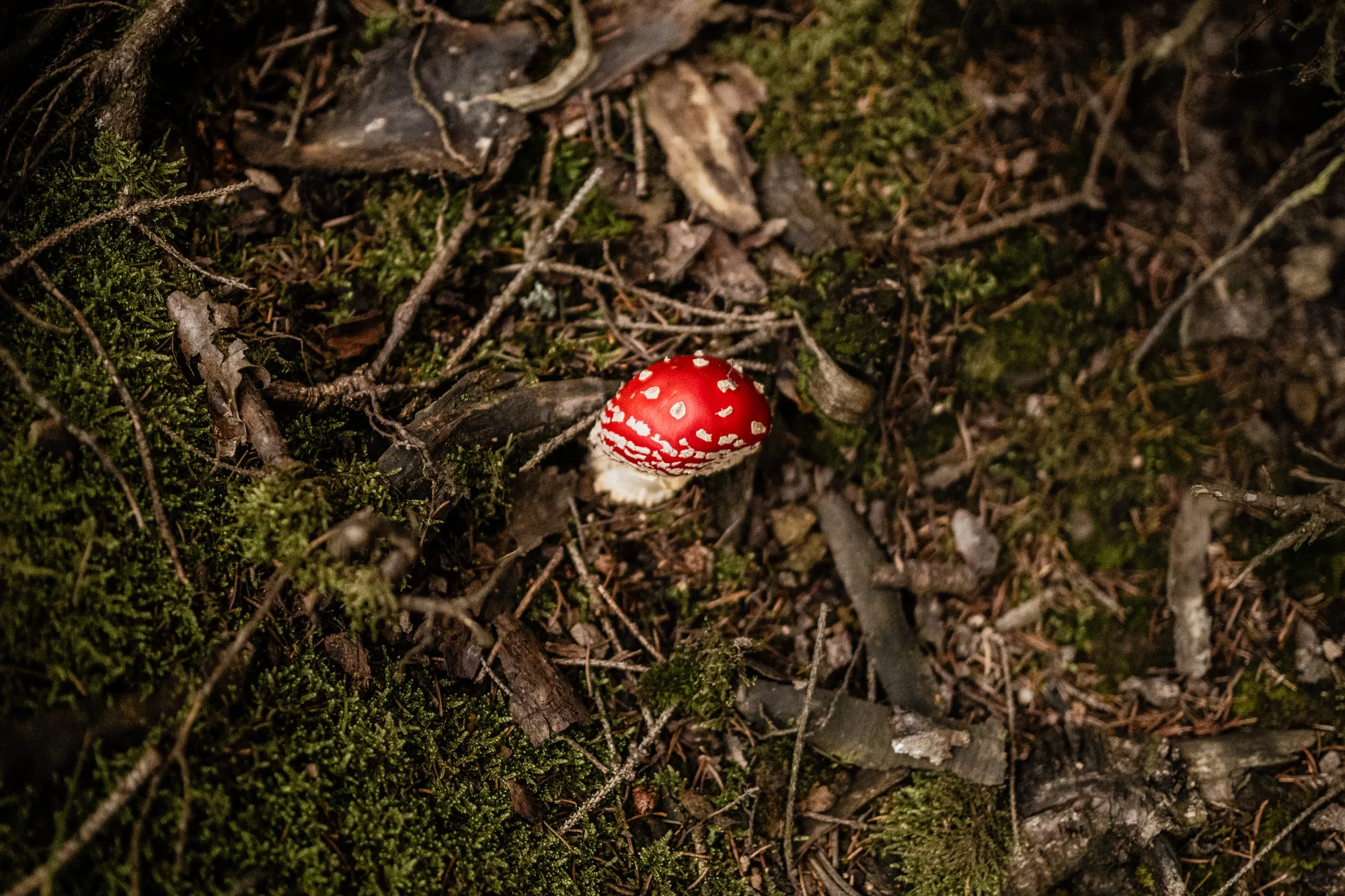 Rauensteine – Sächsische Schweiz bei Wehlen – Reportagefotografie Dresden von Daniel Madlung – Bild 3