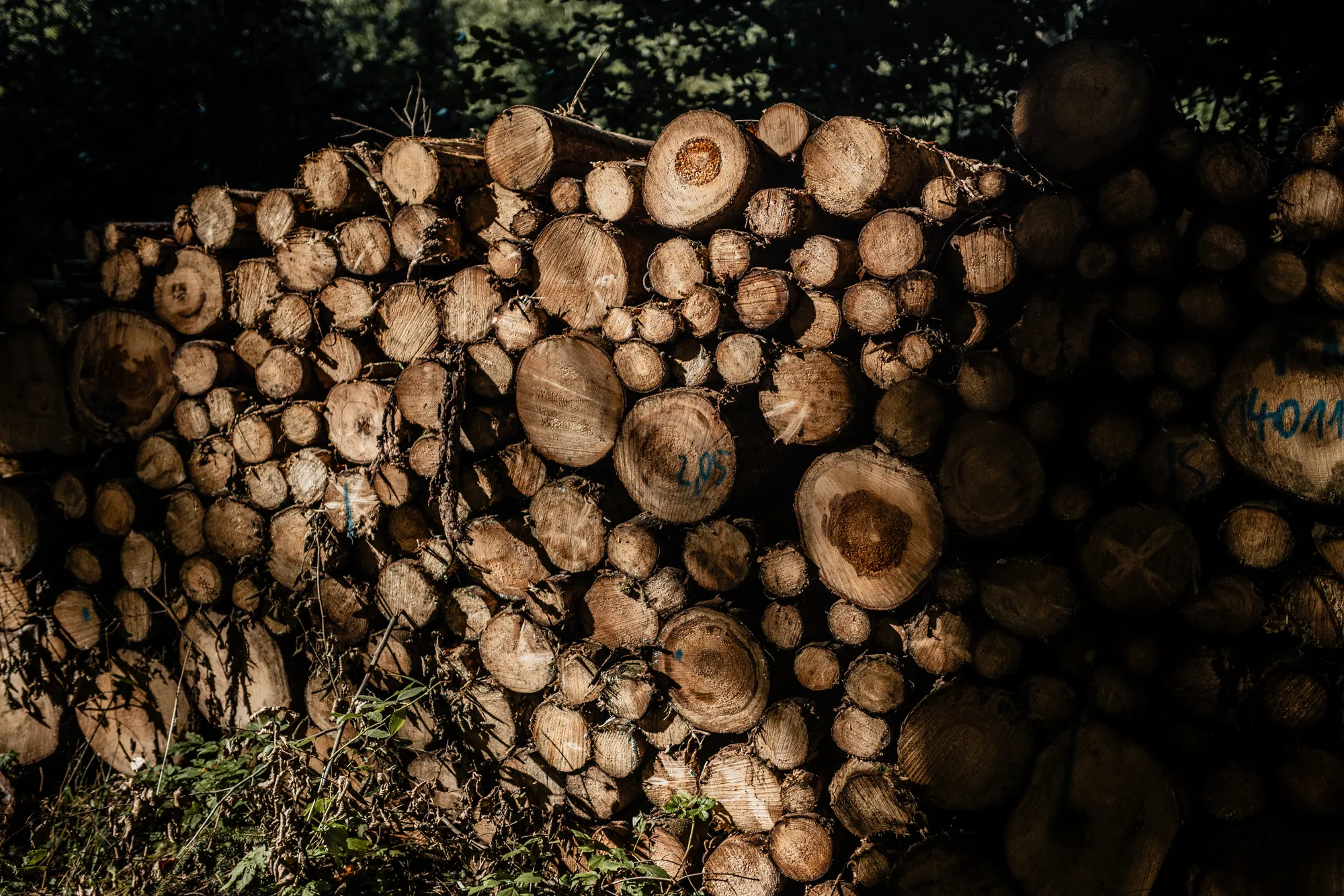 Rauensteine – Sächsische Schweiz bei Wehlen – Reportagefotografie Dresden von Daniel Madlung – Bild 11