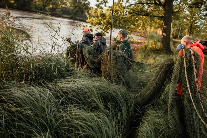 Fischer ziehen beim Abfischen in Königswartha das Netz durchs Ufergras – Reportagefotografie von Daniel Madlung