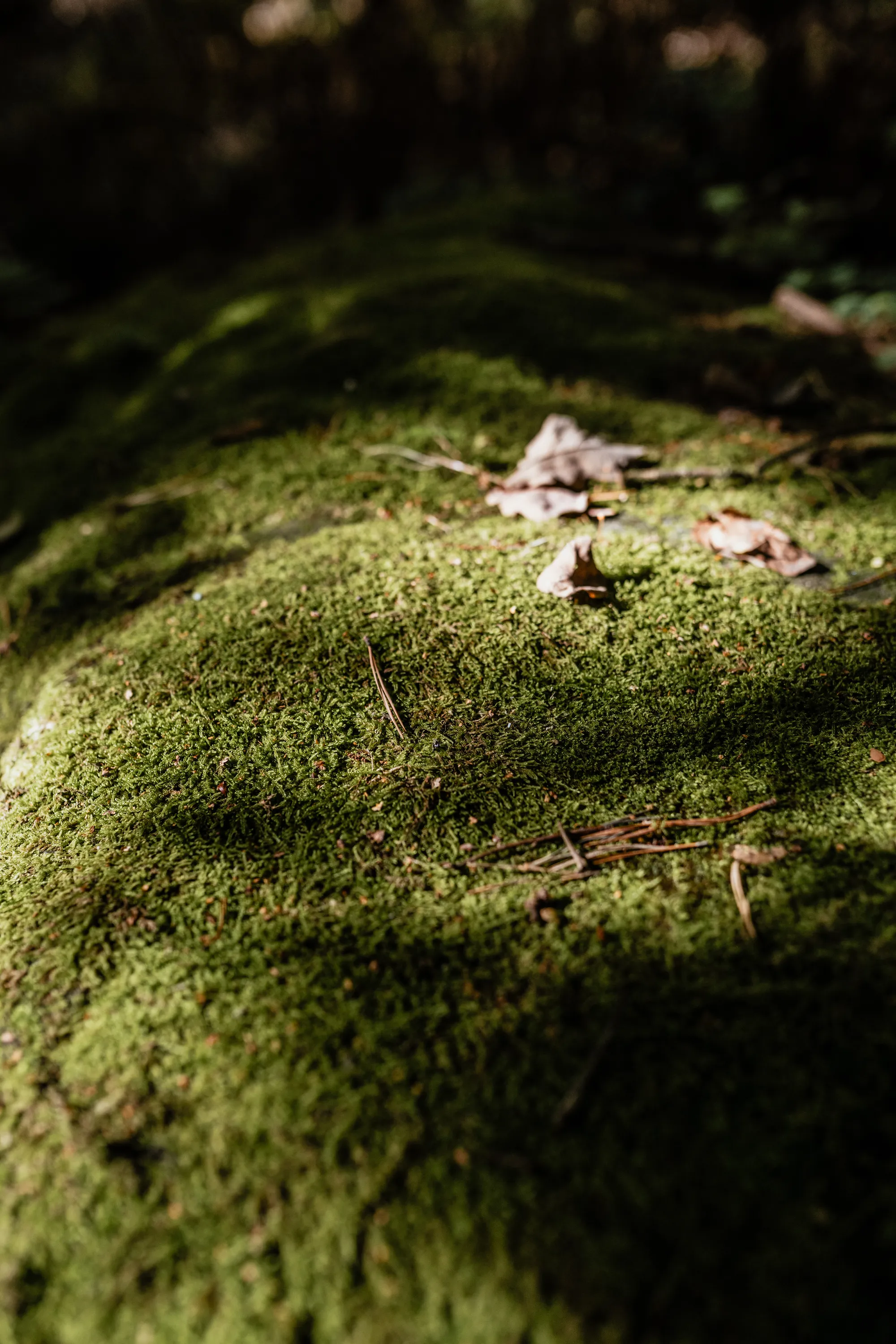 Rauensteine – Saxon Switzerland near Wehlen – Reportage Photography Saxon Switzerland by Daniel Madlung – photo 9